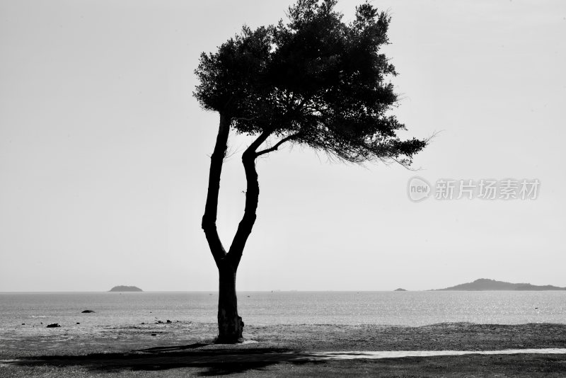 海边一棵树