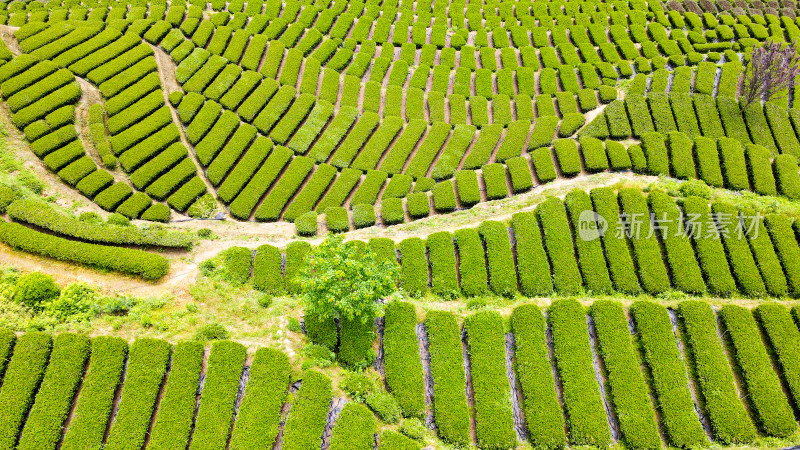 大自然茶园茶叶茶山美景景色航拍