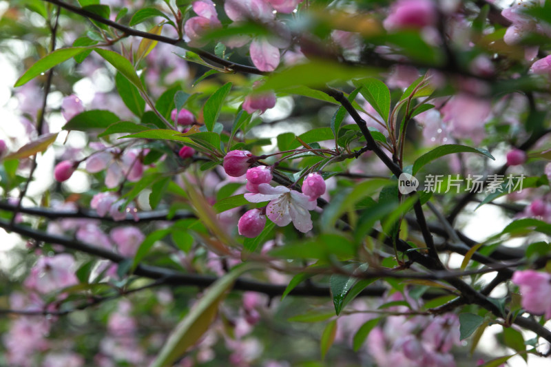 带水珠的粉色海棠花特写