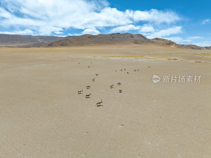 西藏阿里地区无人区荒漠戈壁上的精灵藏羚羊