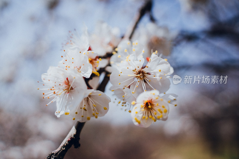 伊宁市杏花