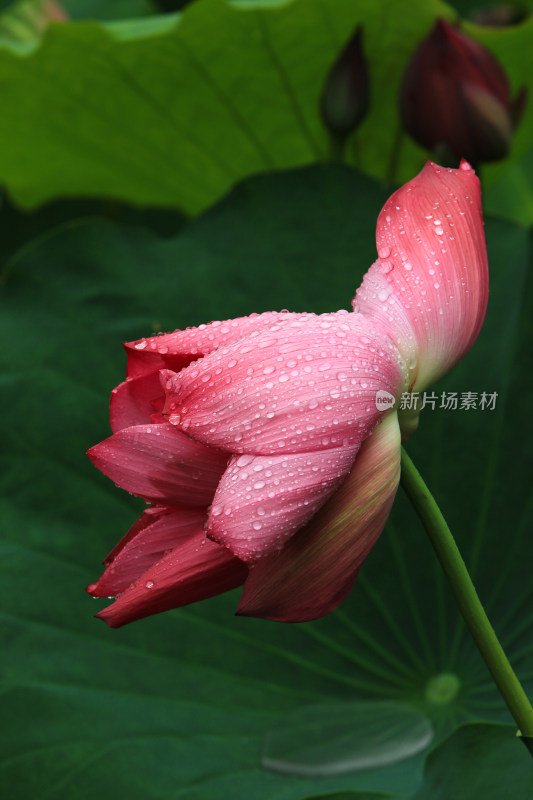 雨水打湿的荷花