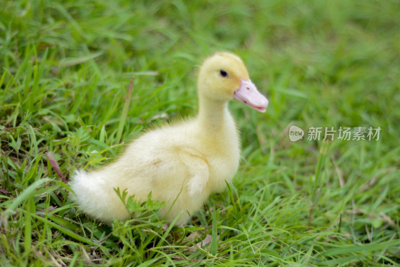 草地上的小黄鸭小鸭子