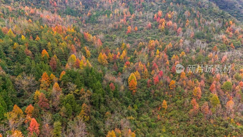 重庆酉阳：丁市镇漫山红叶“缀”美