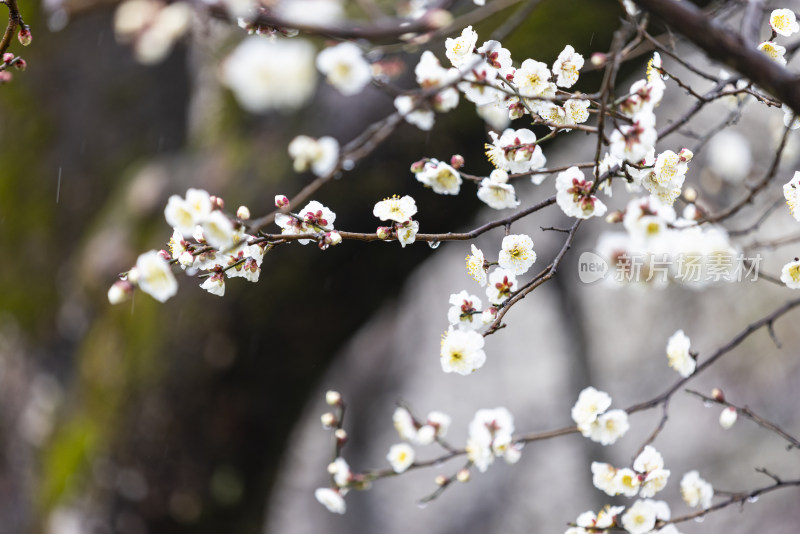 杭州西溪湿地洪园下雨天梅花盛开
