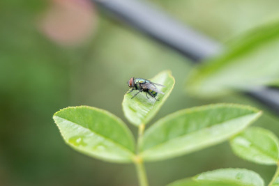 蓝金苍蝇昆虫