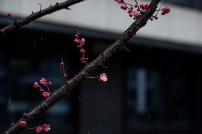 雨雪天气中盛开的红梅