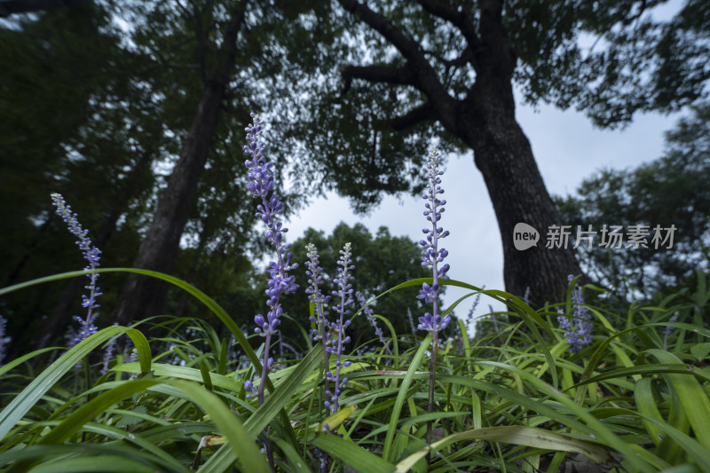 森林里的小花朵