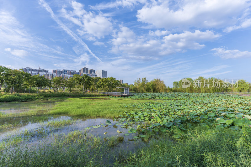 武汉江夏中央大公园风景