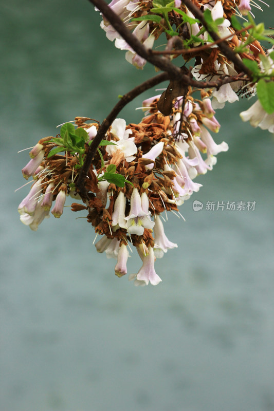 春天盛开的泡桐花