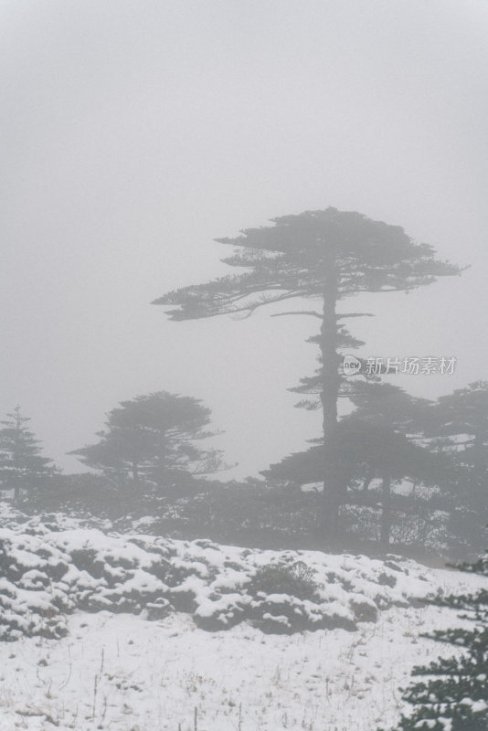 雪中雾里的松树景观