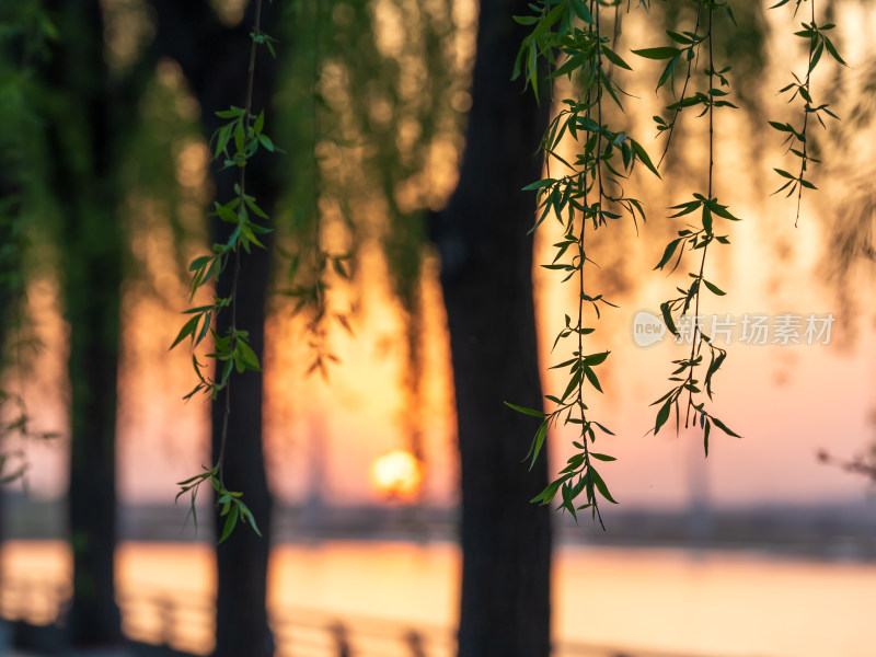 春天垂柳枝条发芽夕阳公园背景