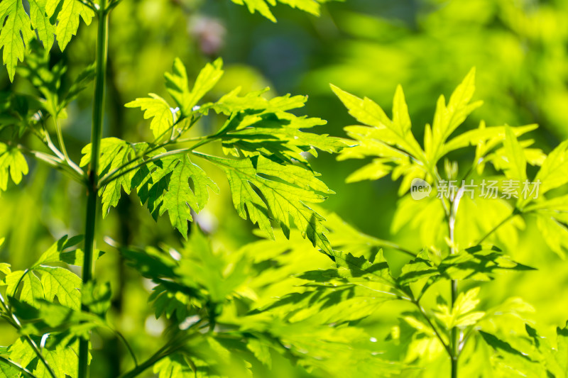 夏天益母草