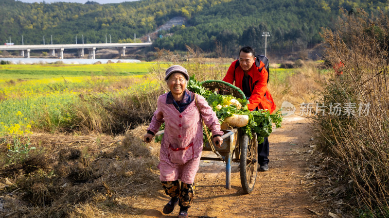 油菜花开春意浓 美丽乡村入画来