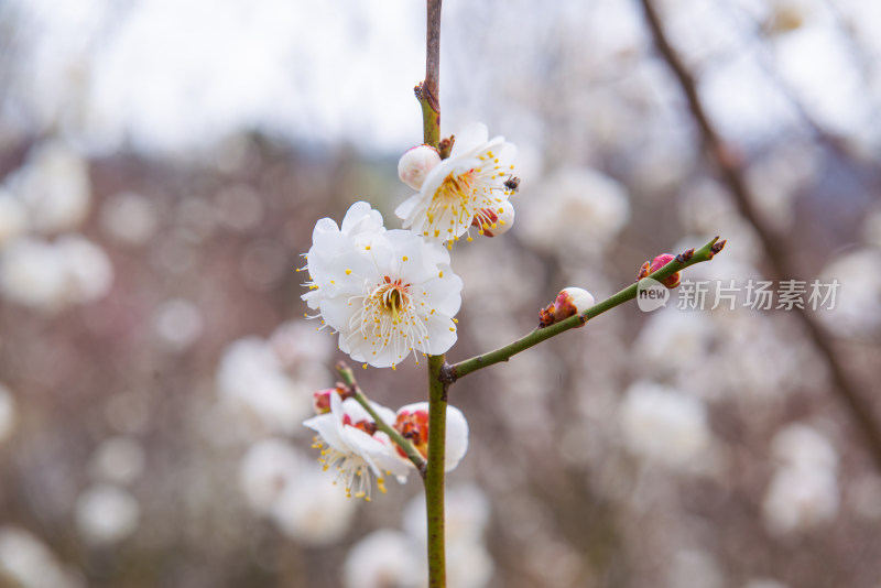 青岛十梅庵梅花风光