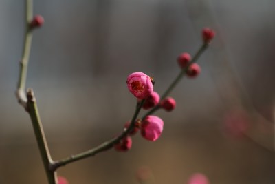 梅花系列