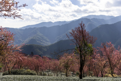 大理无量山樱花谷茶园