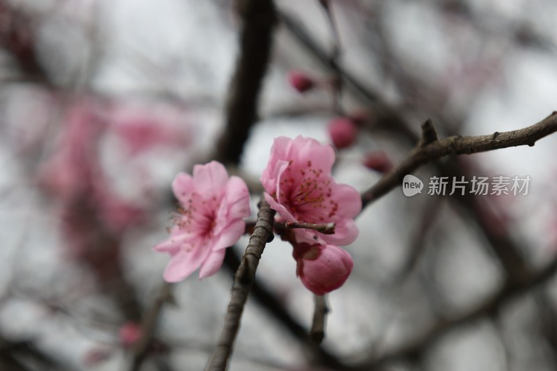 粉色梅花特写