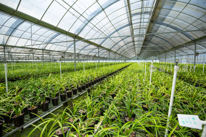 绍兴棠棣村春兰种植基地