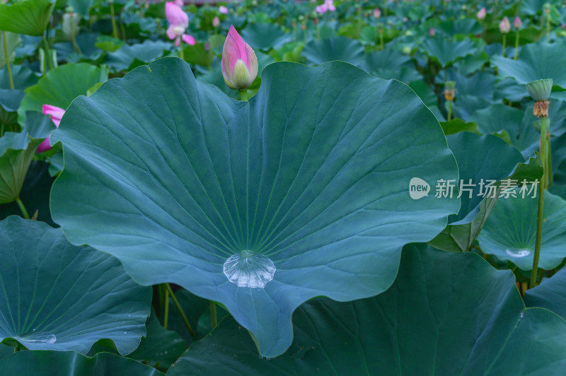 夏季荷塘荷花莲蓬荷叶特写