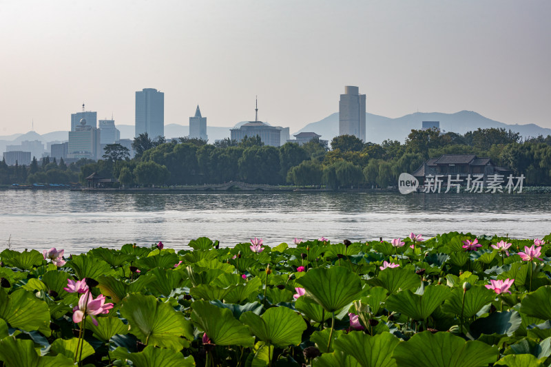 山东济南大明湖风景区夏日荷花景点景观