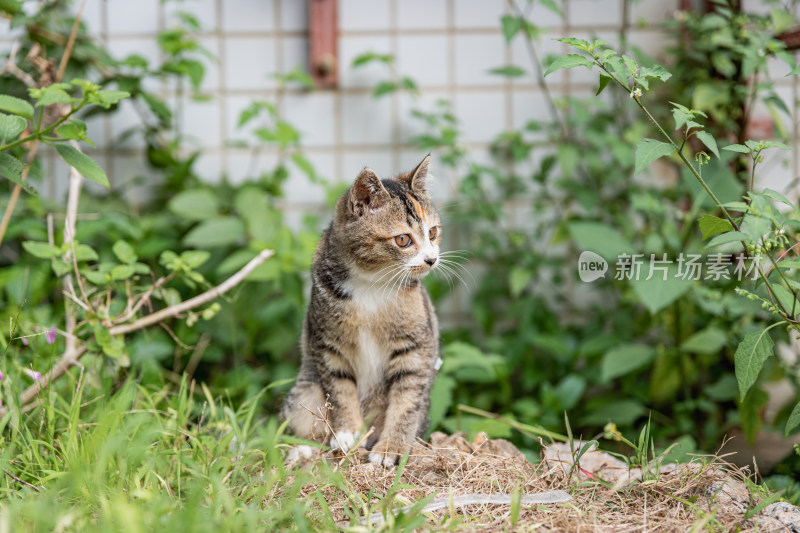 小猫咪、狸花猫、宠物猫