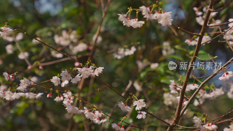 春天樱花特写