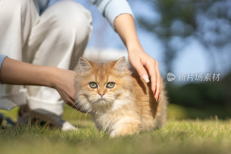 女子户外抚摸金渐层猫咪