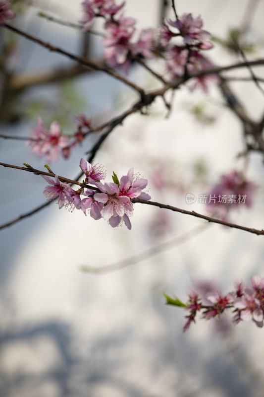 春天白墙青瓦梅树梅花盛开