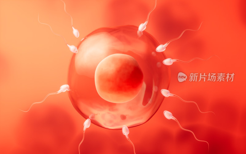 精子和卵细胞结合受精3D渲染