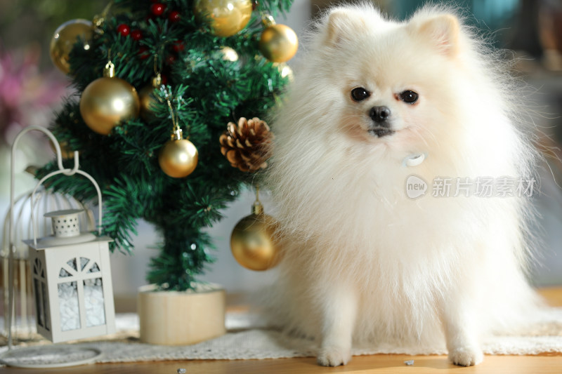 一只站在桌上的白色博美犬和圣诞树