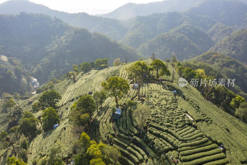 春天杭州西湖龙井茶园翁家山狮峰茶园