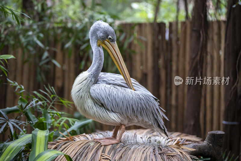 广东长隆野生动物园里的大鹈鹕