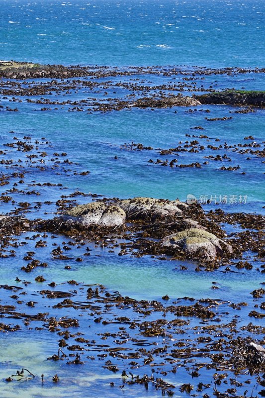 南非开普敦，博尔德斯海滩Boulders Beach