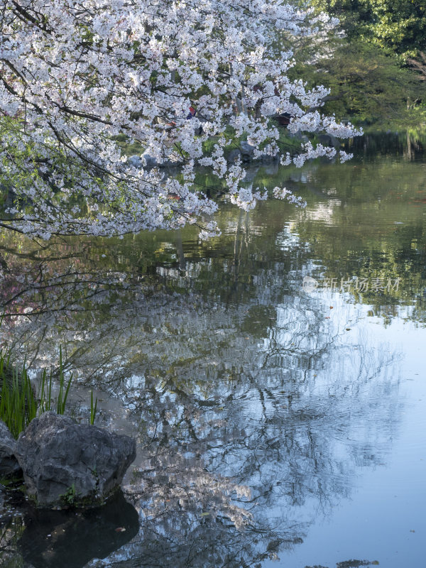 杭州西湖花港观鱼风景