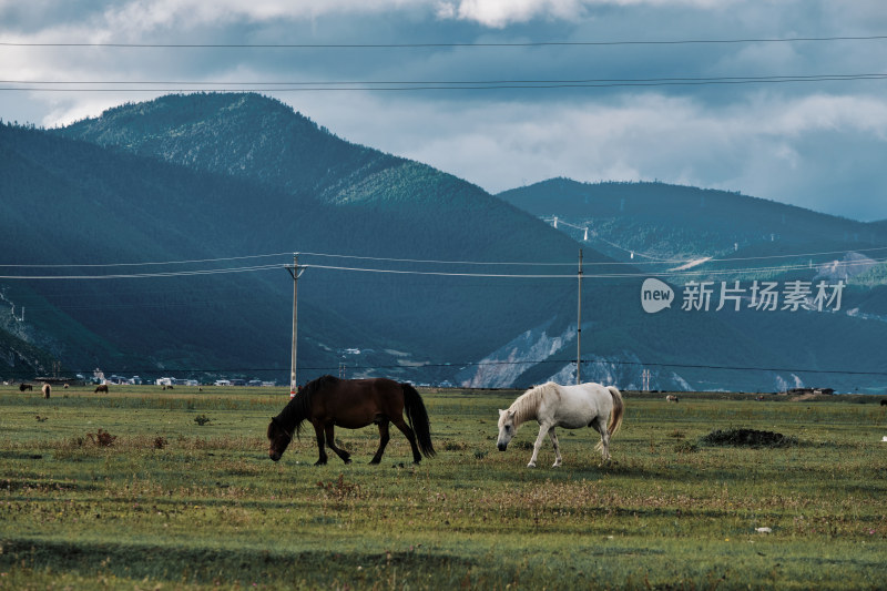 香格里拉纳帕海草原风景区的马匹