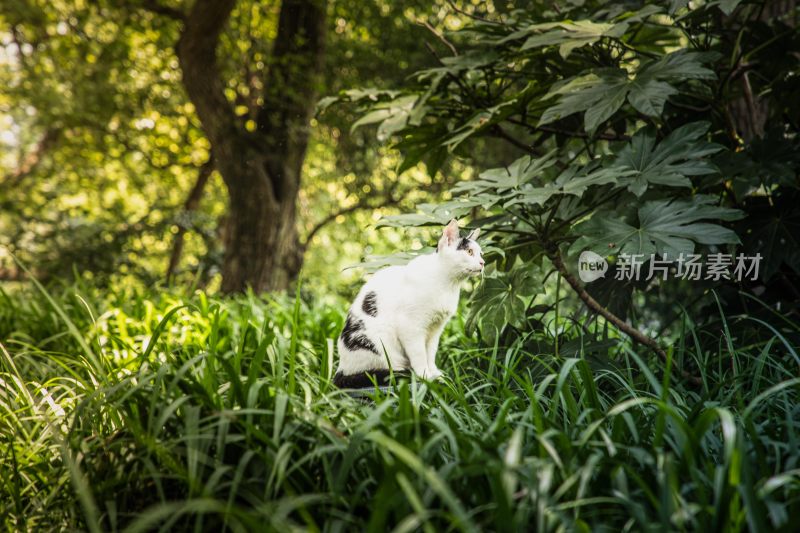 草丛中的奶牛猫