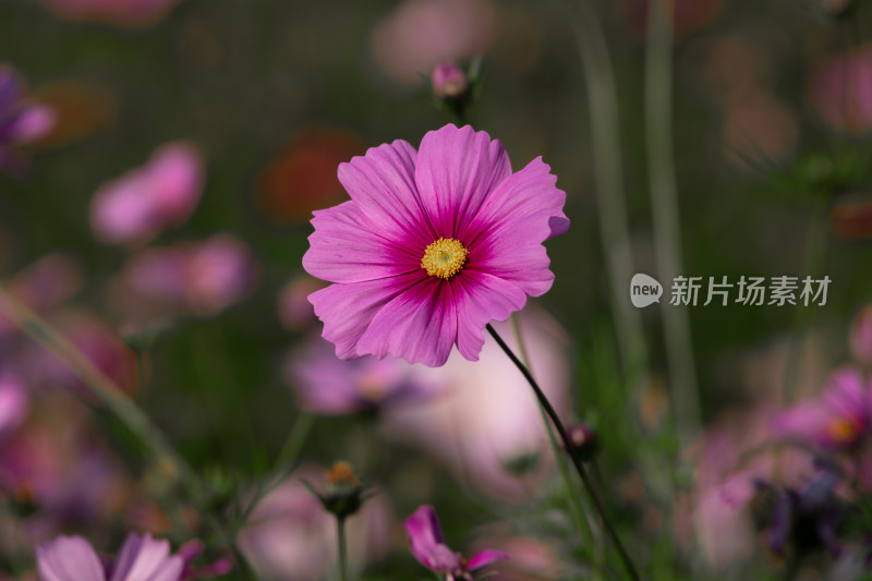 夕阳下的格桑花或波斯菊