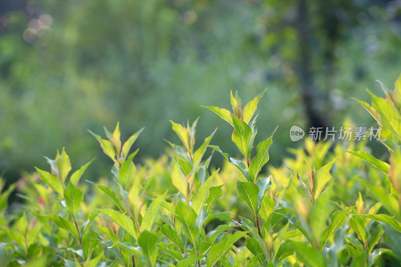 公园里的绿色植物特写