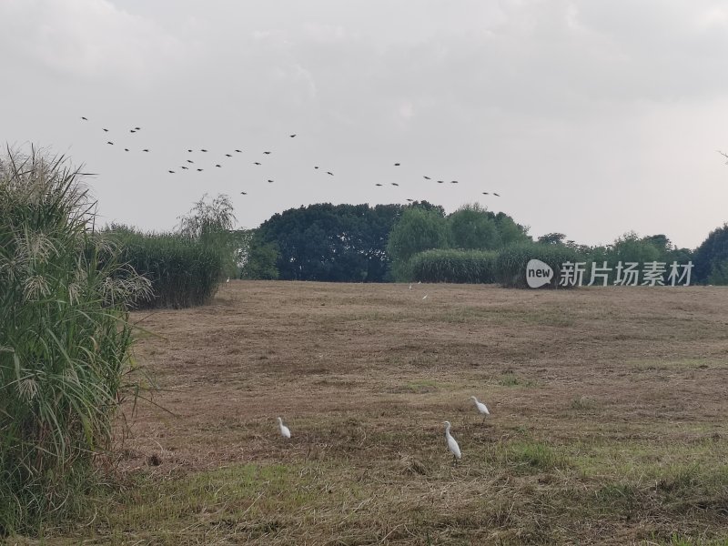 田野上的飞鸟与白鹭的自然景象