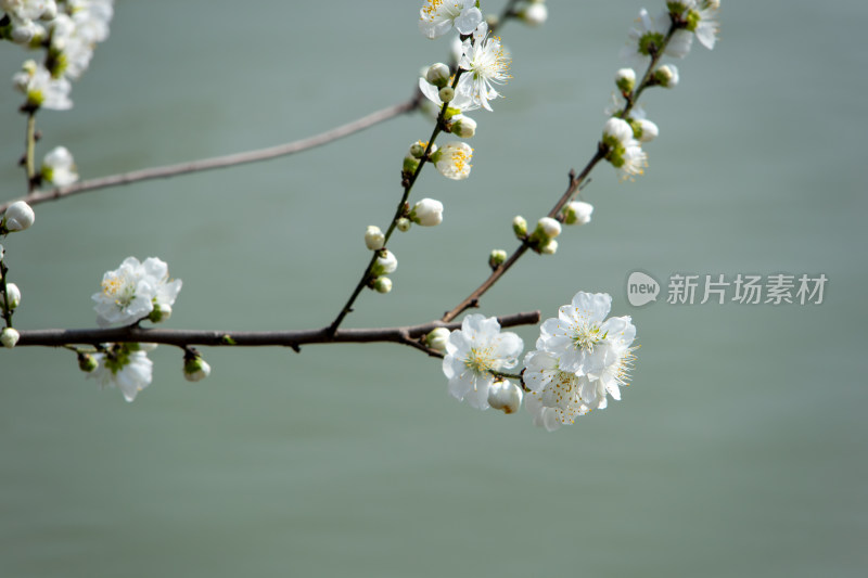 春天水岸边枝头盛开的白色桃花 白花山碧桃