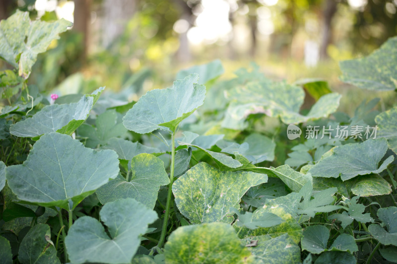 秋季生长茂盛的倭瓜秧