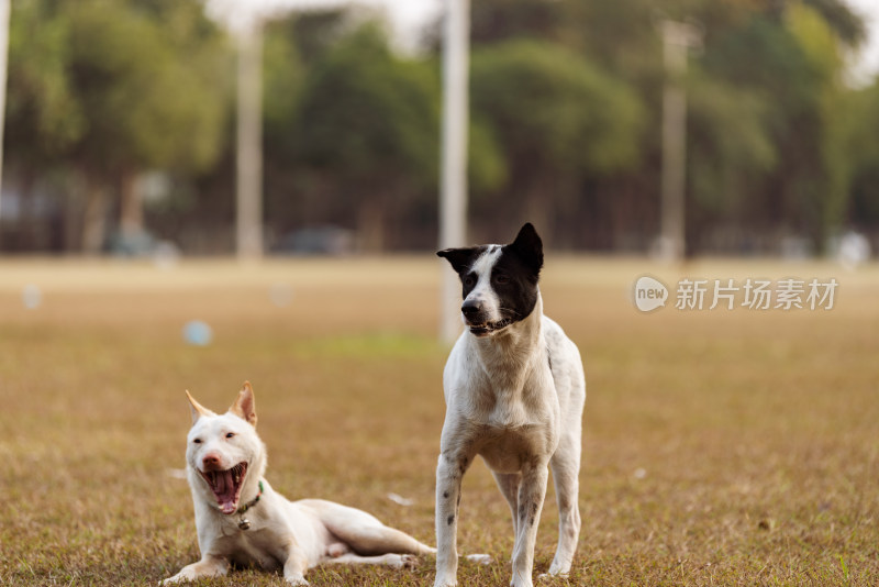 泰国清迈在草坪上玩耍的小狗们