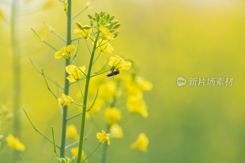 春天油菜花和蜜蜂