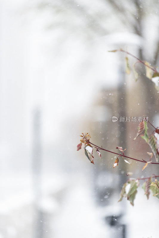 冬天大雪中的树枝