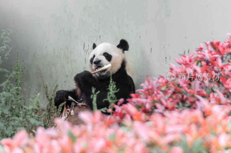 一只可爱的大熊猫正在吃竹笋