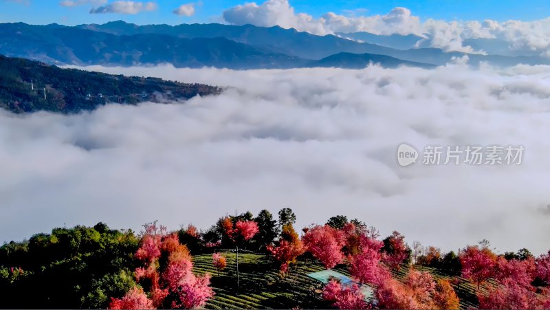 航拍云海中的无量山樱花谷茶园茶山