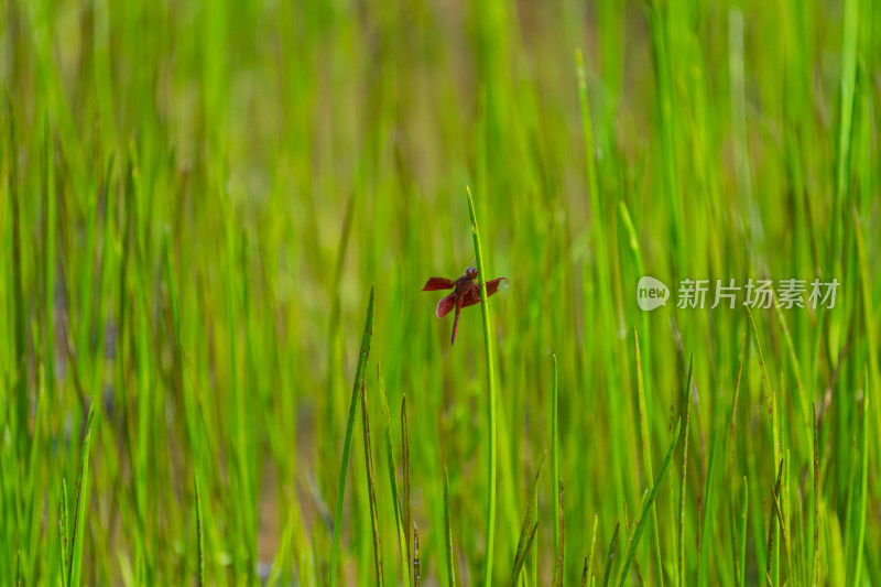植物上的红蜻蜓特写镜头