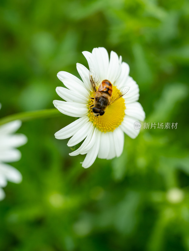 春天的大滨菊和蜜蜂微距特写