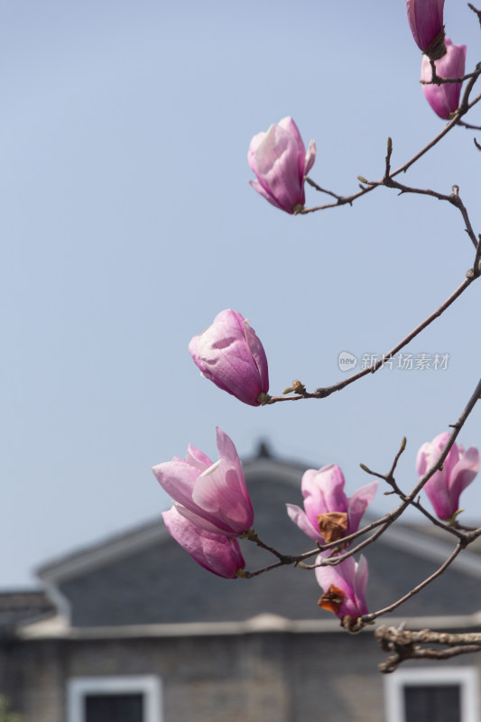 玉兰花枝与古建筑背景